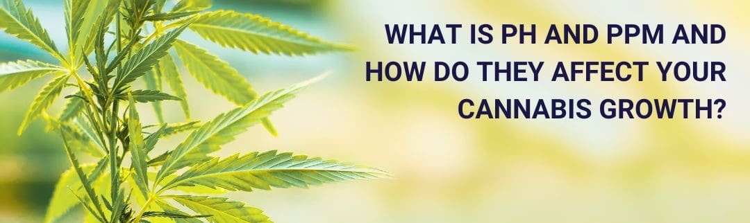 What is pH and PPM and how do they affect your cannabis growth