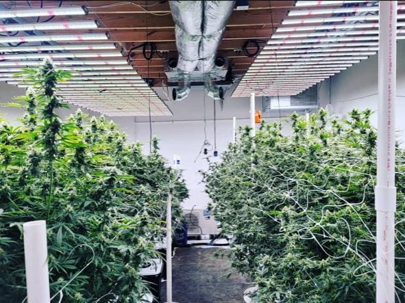 Cannabis grow room for final stages in deep water culture cultivation