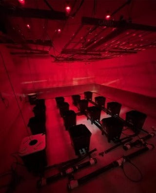 growing cannabis in a red room