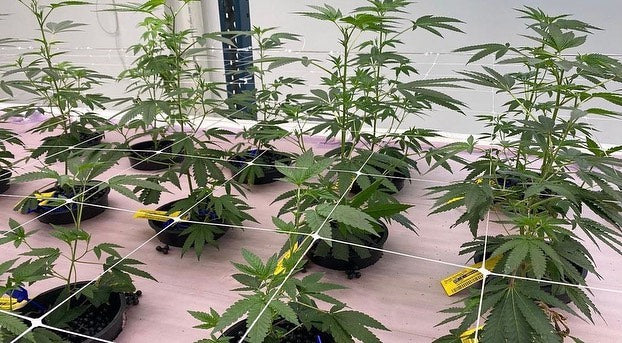 thumb genetics tetrabase cannabis growth on starter plants