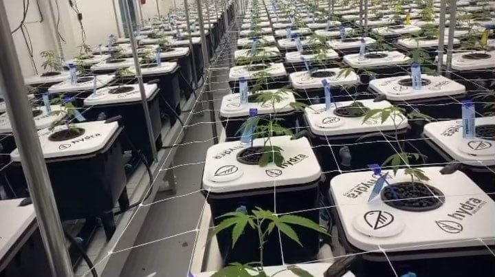 massive commercial cannabis growing operation at thumb genetics