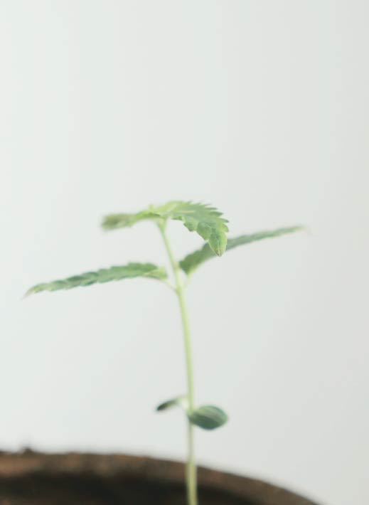 cannabis plant growth start