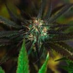 cannabis bud flowering