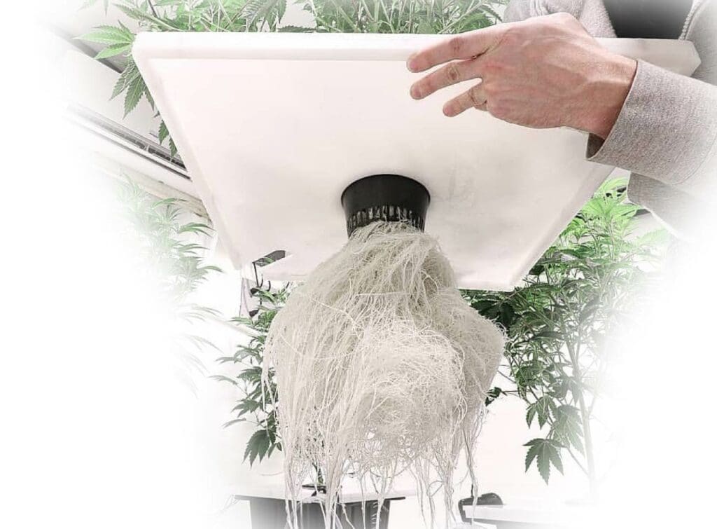 Hydramax deep water culture system cannabis root growth benefits