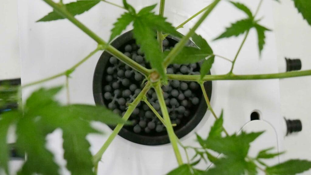 tetrabase hydroponics media inside a growing net pot