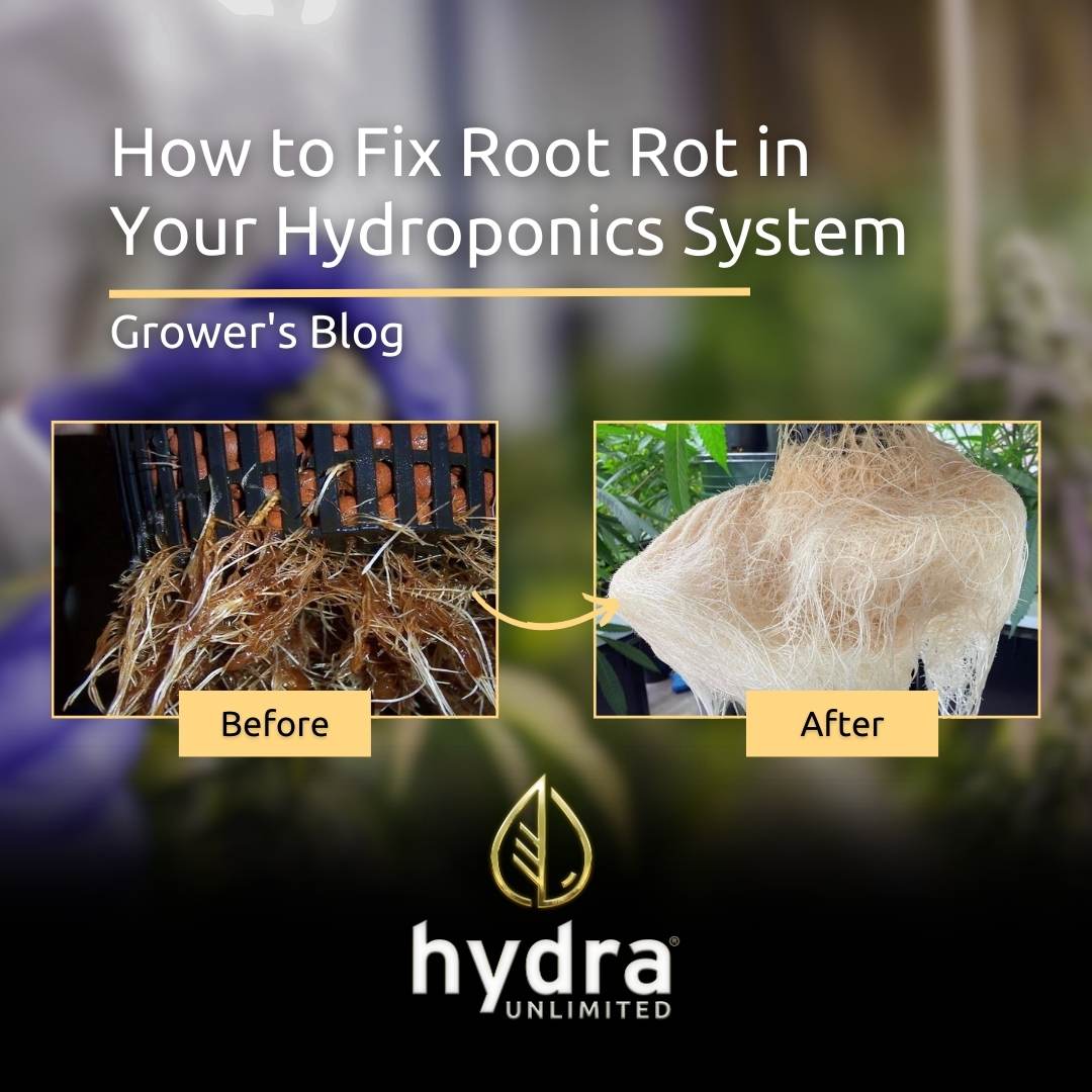 How to Fix Root rot in your hydroponics system - web