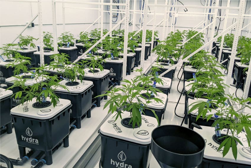 Commercial cannabis grow