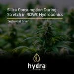 Silica consumption during stretch in RDWC hydroponics
