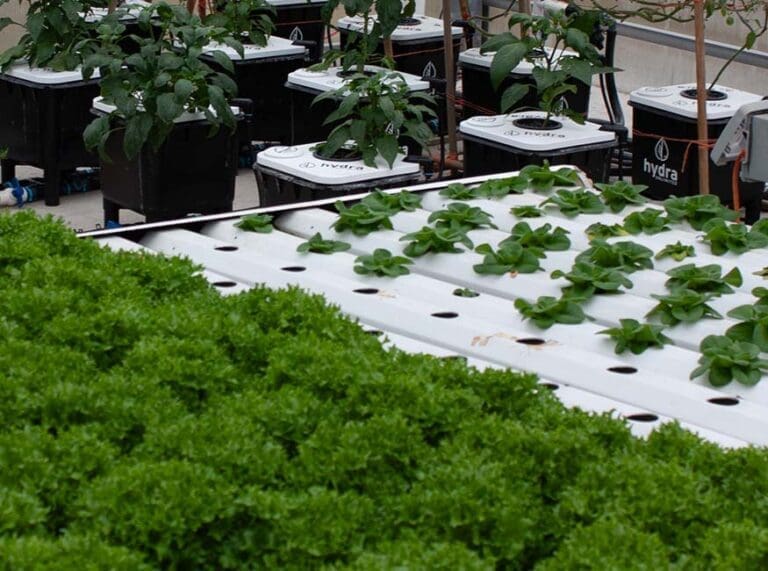 HydraUnlimited Agriculture grow at green house