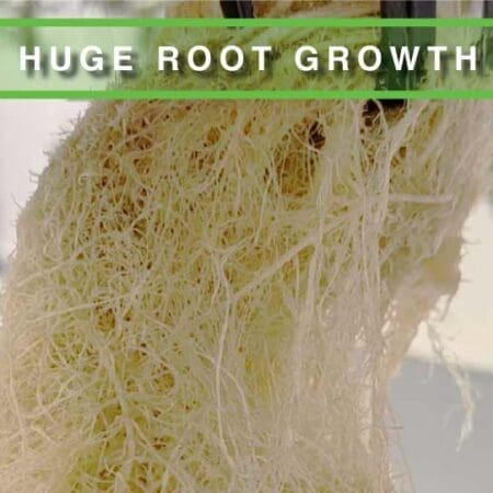 root-halo-root-growth